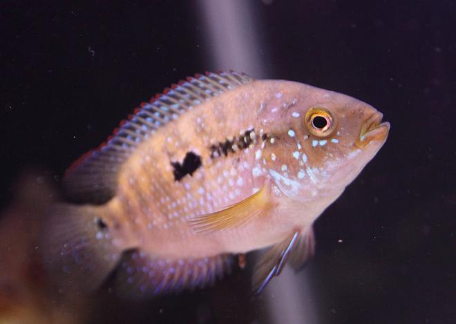 freshwater fish - nandopsis octofasciatum - jack dempsey stocking in 45 gallons tank - Jack Dempsey