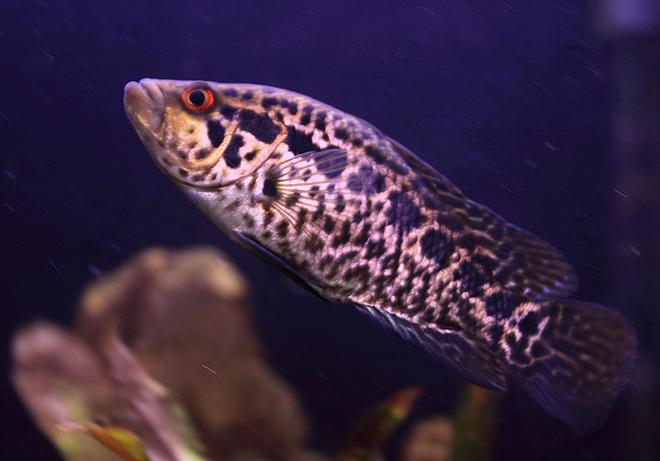 freshwater fish - parachromis managuensis - jaguar cichlid stocking in 45 gallons tank - Jaguar Cichlid, now about six inches long
