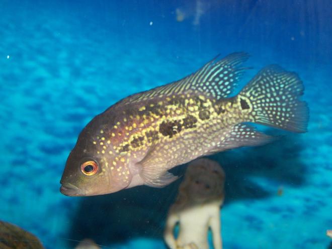 freshwater fish - cichlasoma sp. - flower horn cichlid stocking in 100 gallons tank - Young Flower Horn in Fresh water tank with gravel and conk shells. Hanging filter, heater, hiding stones for cichlids, decorative beach stones