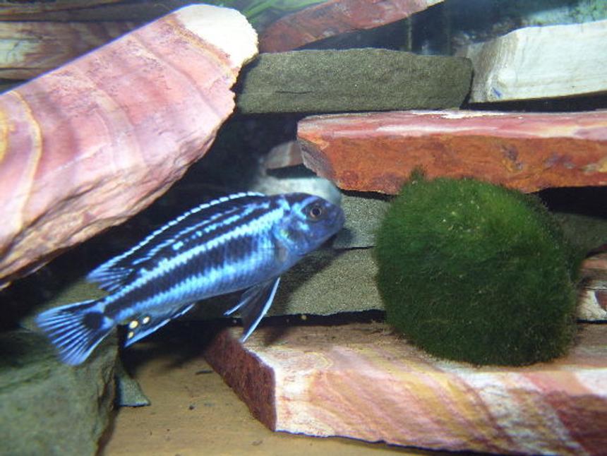 Rated #120: Freshwater Fish - Melanochromis Cyaneorhabdos - Maingano Cichlid Stocking In 46 Gallons Tank - Electric Blue