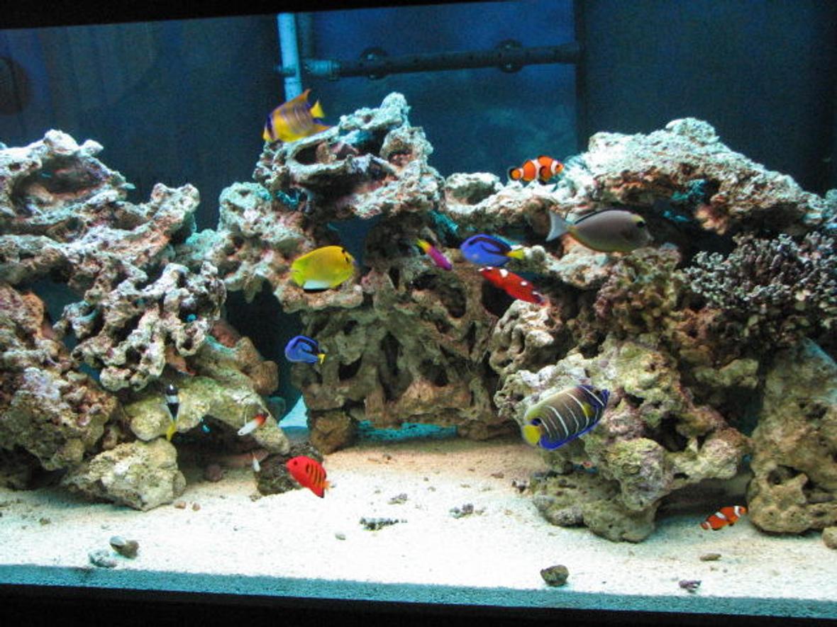 125 gallons saltwater fish tank (mostly fish, little/no live coral) - 125 G with over 100 pounds live rocks.30G sump. ASM G 2 skimmer.with various fishes Queen, Flame, Naso Tang, Blue face, fox face, nemos, dories, box...etc.......