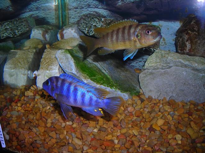 freshwater fish - labeotropheus fuelleborni - fuelleborni cichlid, marmalade stocking in 55 gallons tank - More Unknown African Cichlids. If You Know Breed Please Advise.