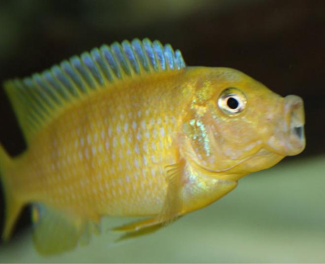 freshwater fish - metriaclima lombardoi - kenyi cichlid stocking in 300 gallons tank - M. Lombardo (Kenyi) Male Juvie that has just colored up (Sorry about the spelling)