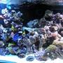 fish tank picture - Hippo tang & friends