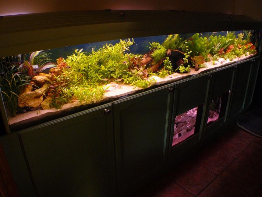 Rated #7: 90 Gallons Freshwater Fish Tank - A different angle shot of the main tank.