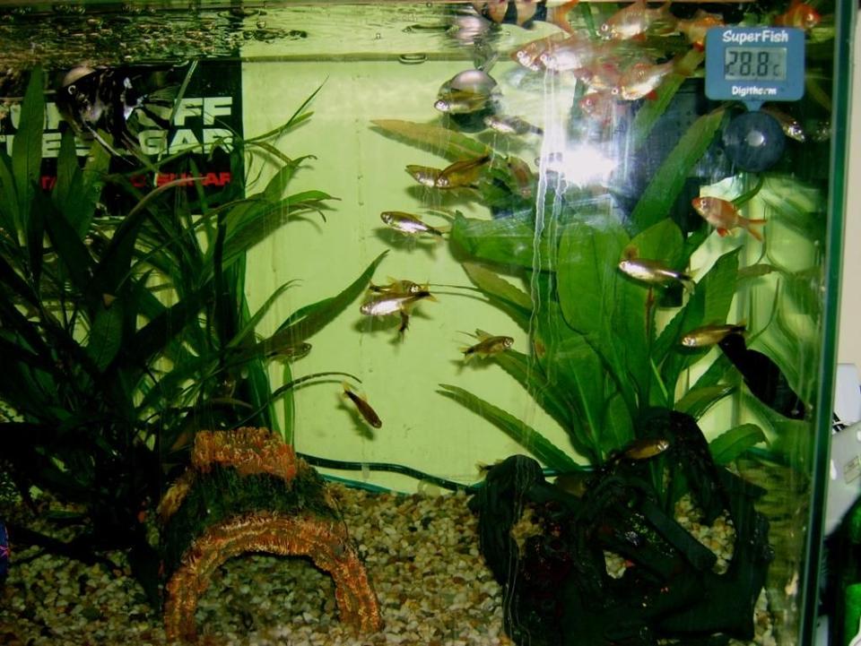 freshwater fish - hasemania nana - silver tip tetra stocking in 57 gallons tank - another new set up fish picture (sorry about the flash in the middle guys)