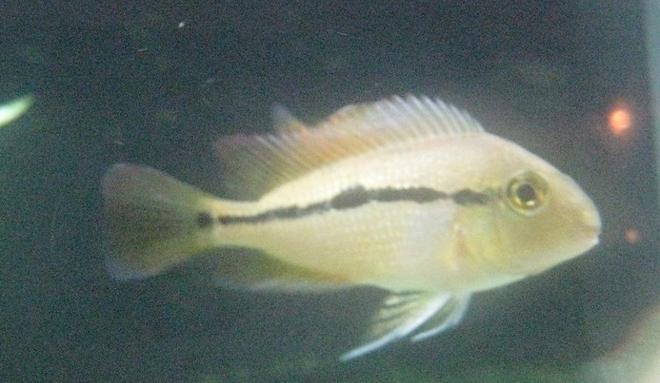 freshwater fish - hypsophrys nicaraguensis - nicaragua cichlid stocking in 85 gallons tank - Smaller  nicaraguensis about 3"