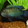 freshwater fish - nandopsis octofasciatum - jack dempsey stocking in 75 gallons tank - Jack Dempsey