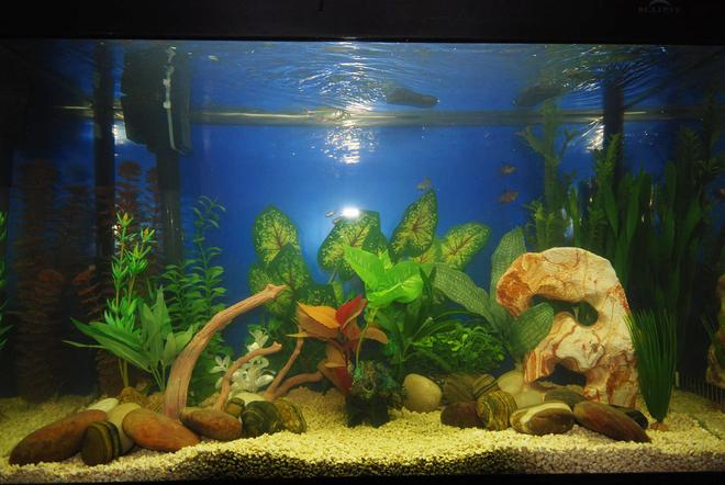 30 gallons freshwater fish tank (mostly fish and non-living decorations) - 30 Gal