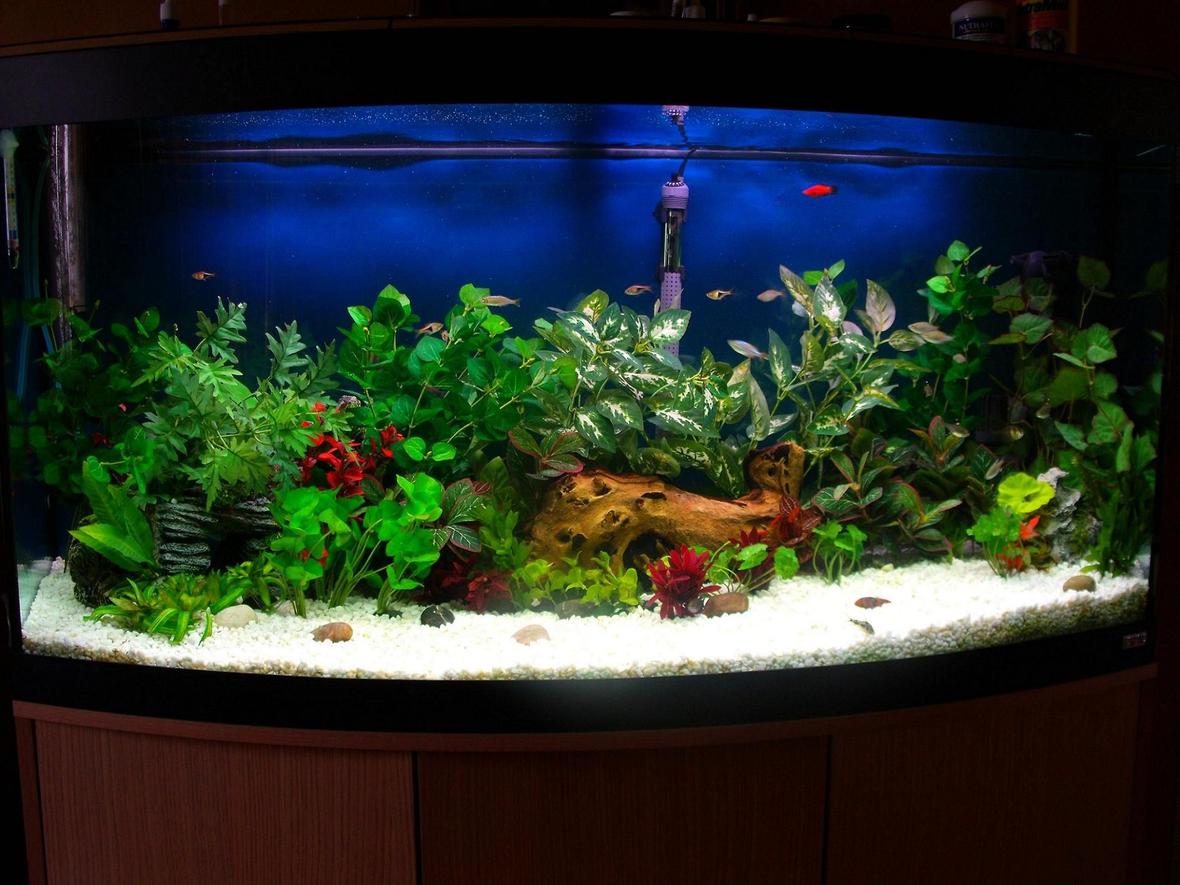 70 gallons freshwater fish tank (mostly fish and non-living decorations) - 70 gallon mixed fish w/driftwood and fake plants