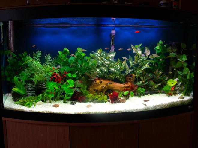 70 gallons freshwater fish tank (mostly fish and non-living decorations) - 70 gallon mixed fish w/driftwood and fake plants