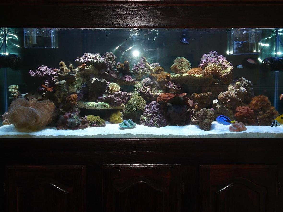 110 gallons reef tank (mostly live coral and fish) - 110 G Mixed Reef Tank