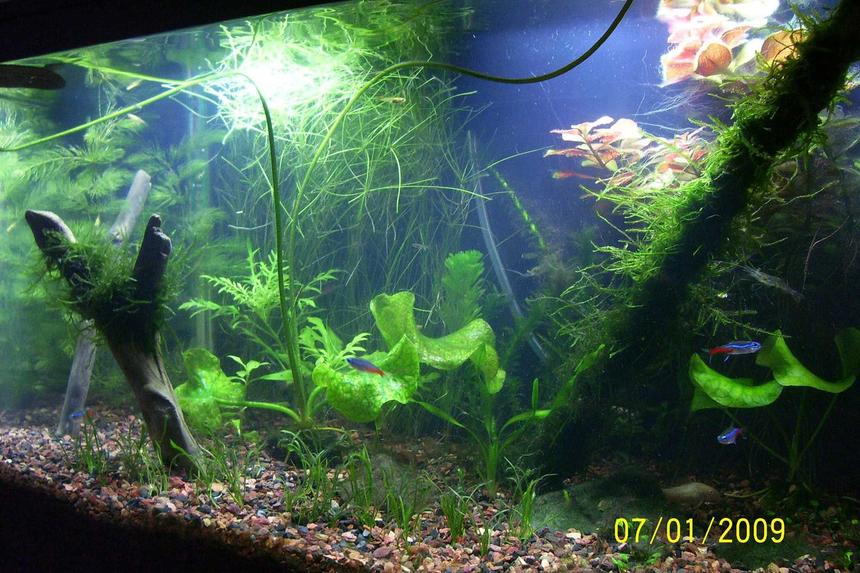 Rated #151: 10 Gallons Planted Tank - My 10 gallon