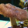 corals inverts - sarcophyton sp. - toadstool mushroom leather coral stocking in 150 gallons tank - The Tree of Life!