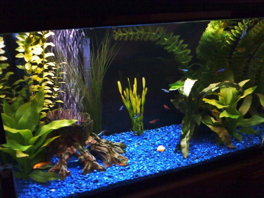 Rated #2384: 28 Gallons Freshwater Fish Tank - Golden algae eater and neon/glow light tetras in sight, bubbles coming up through the log stump.