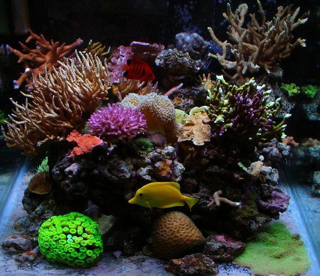 corals inverts - macrodactyla doreensis - long tentacle anemone, purple stocking in 55 gallons tank - 55 gallon cube, mixed reef