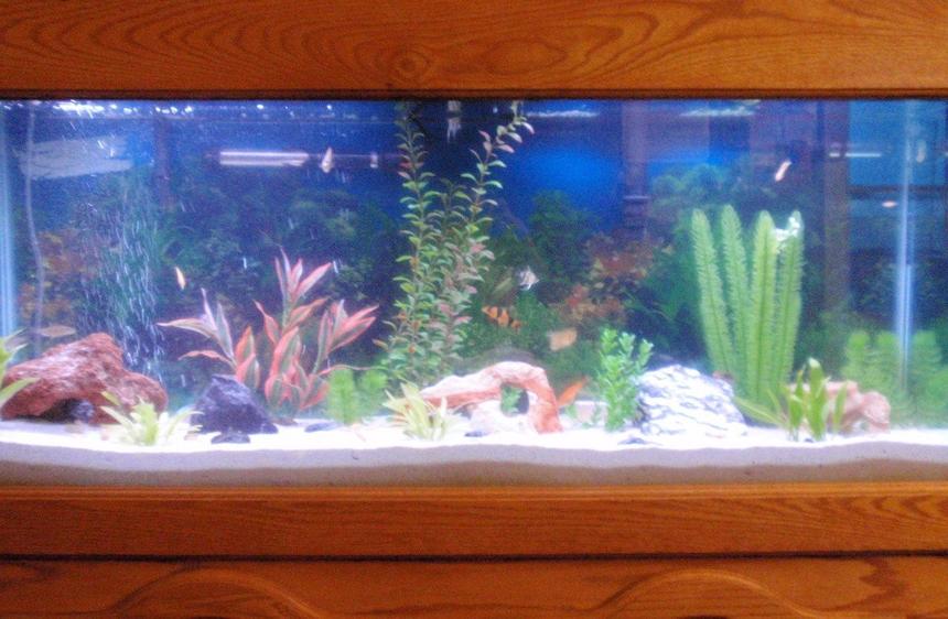 Rated #2843: 55 Gallons Freshwater Fish Tank - 2 Orange Flame Gourami, 2 Gold Gourami, 2 Dwarf Blue Gourami, 2 Angelfish, 2 Albino bristlenose Pleco, 1 Pleco, 1 Swordtail, 3 Bala Sharks, 1 Clown Loach, 6 Feeder Fish, 1 Raphael Catfish, 1 Dojo Loach, 1 Red Clawed Crab, 1 Fiddler Crab