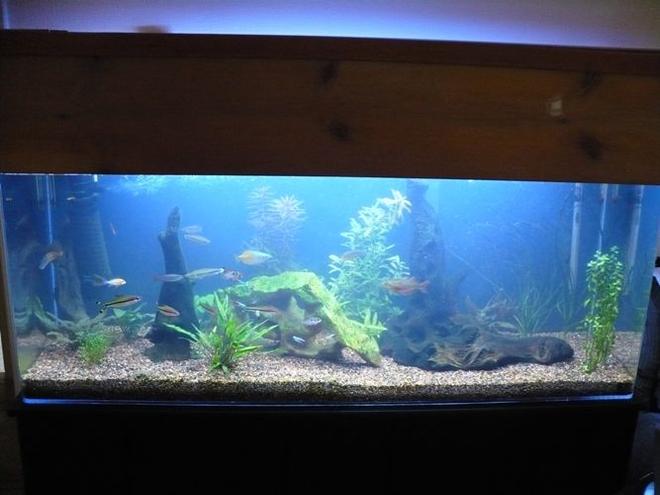 60 gallons planted tank (mostly live plants and fish) - This pic is of my 60 before the plants really took hold.  It is much fuller and more colorful now!