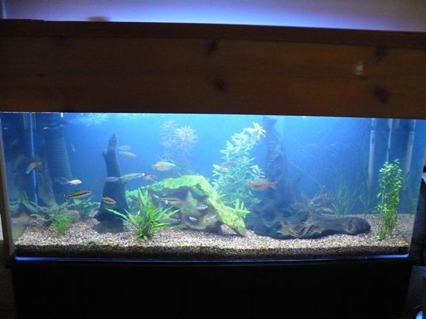Rated #209: 60 Gallons Planted Tank - This pic is of my 60 before the plants really took hold.  It is much fuller and more colorful now!