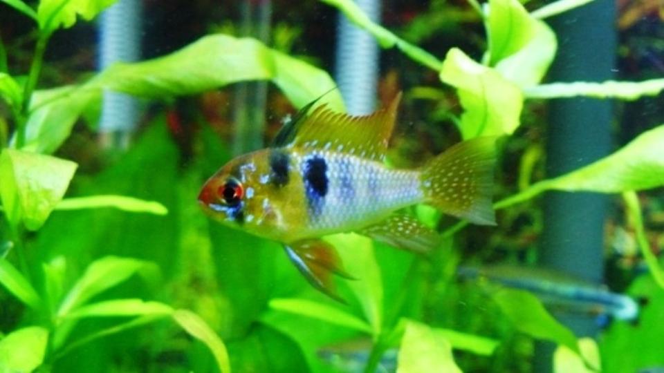 freshwater fish - papiliochromis ramirezi - german blue ram stocking in 60 gallons tank - German Blue Ram