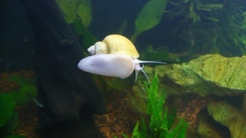 Rated #78: Corals Inverts - Nassarius Distortus - Super Tongan Nassarius Snail Stocking In 60 Gallons Tank - A happy snail is a big snail!