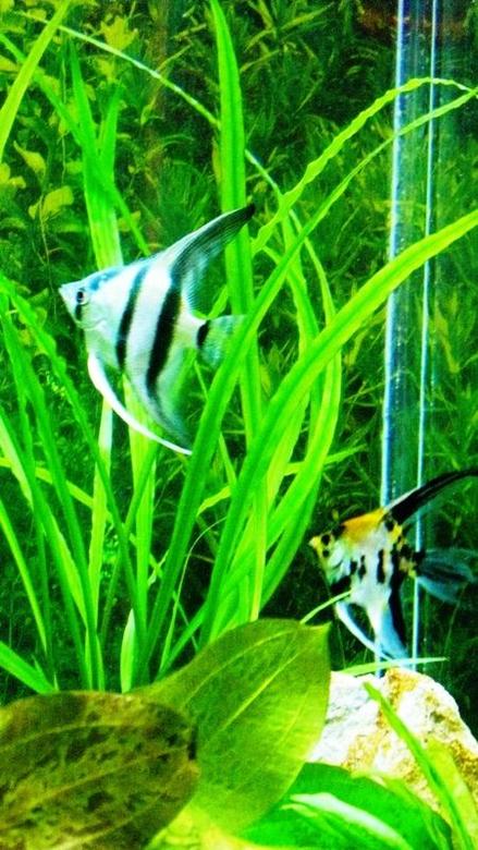 freshwater fish - pterophyllum sp. - koi angel stocking in 60 gallons tank - My two Angels!