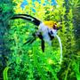 freshwater fish - pterophyllum sp. - koi angel stocking in 60 gallons tank - Koi or Marbeled Angelfish--not sure