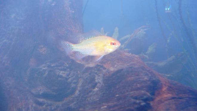 freshwater fish - papiliochromis ramirezi - german gold ram stocking in 60 gallons tank - Not the best pic, but it my Gold Ram.
