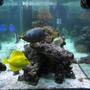 saltwater fish - zebrasoma flavescens - yellow tang - hawaii stocking in 180 gallons tank - Some of my fish!