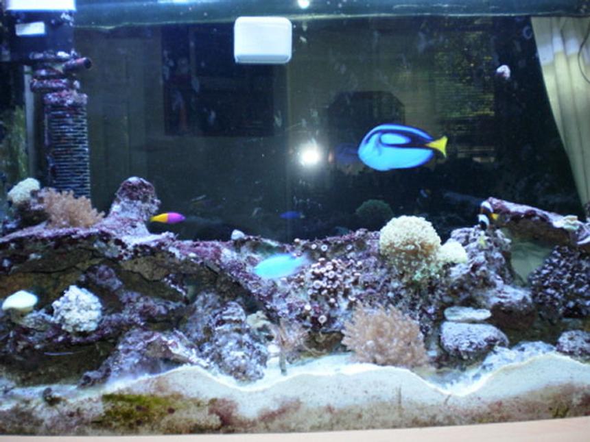 Rated #136: 90 Gallons Reef Tank - Our 90 gallon tank