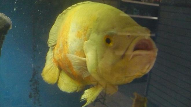 freshwater fish - astronotus ocellatus - albino oscar stocking in 135 gallons tank - my albino oscar