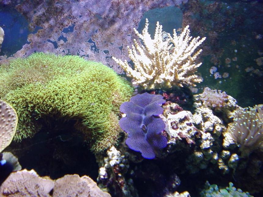 Rated #34: Corals Inverts - Tridacna Crocea - Crocea Clam, Second Grade Stocking In 75 Gallons Tank - whitestar polyps and clam