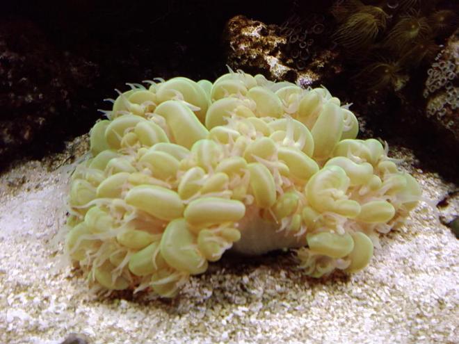corals inverts - plerogyra sinuosa - bubble coral, green stocking in 75 gallons tank - bubble coral