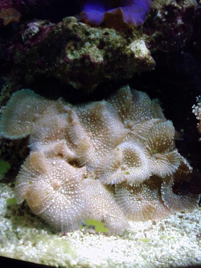 corals inverts - actinodiscus sp. - red mushroom stocking in 75 gallons tank - mushrooms