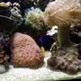 saltwater fish - zebrasoma xanthurum - purple tang stocking in 75 gallons tank - assorted corals and puple tang