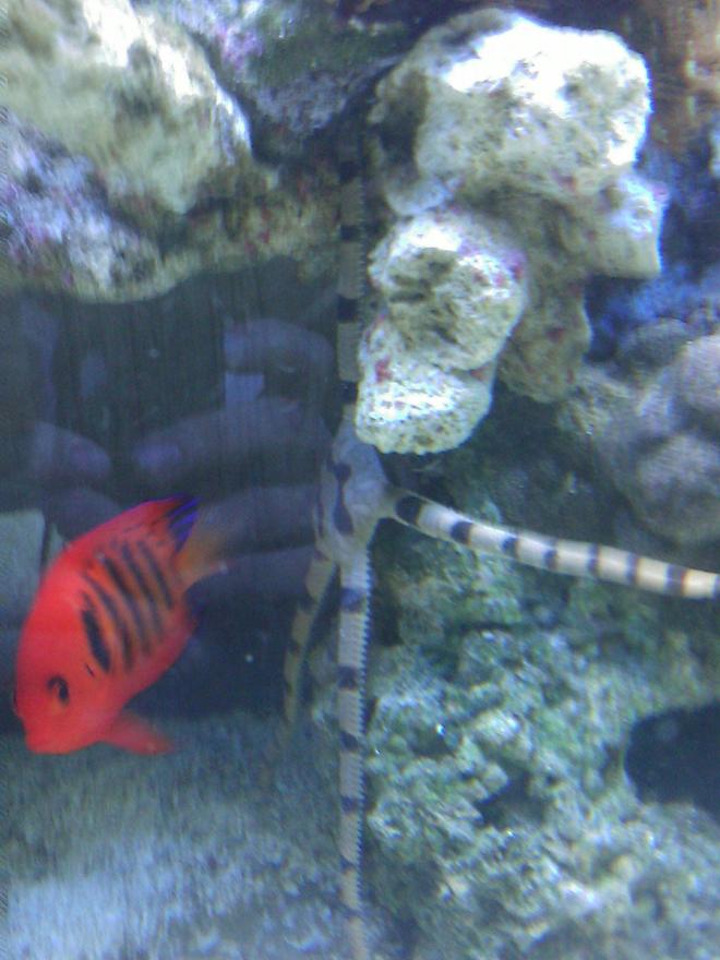 saltwater fish - centropyge loriculus - flame angelfish stocking in 55 gallons tank - Flame Angel & Serpent Star
