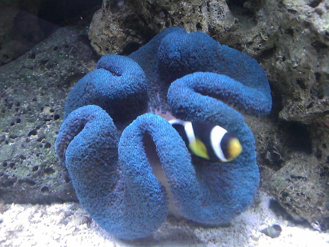 corals inverts - stichodactyla haddoni - haddon's carpet anemone, blue stocking in 55 gallons tank - Negro Clownfish & Blue Carpet Anemone