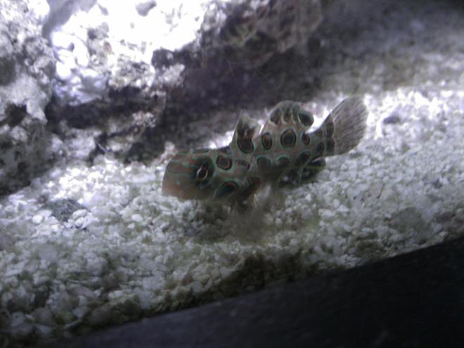 saltwater fish - synchiropus picturatus - spotted mandarin stocking in 55 gallons tank - Spotted Mandarin
"Fanny"