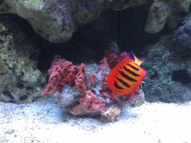 saltwater fish - centropyge loriculus - flame angelfish stocking in 55 gallons tank - Flame Angel & Spiney Oyster