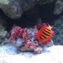saltwater fish - centropyge loriculus - flame angelfish stocking in 55 gallons tank - Flame Angel & Spiney Oyster