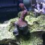 corals inverts - acropora sp. stocking in 55 gallons tank - Purple & Green Acro