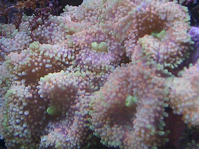 corals inverts - ricordea florida - ricordea mushroom, gold/orange (caribbean) stocking in 55 gallons tank - Yellow/Orange RIcordea