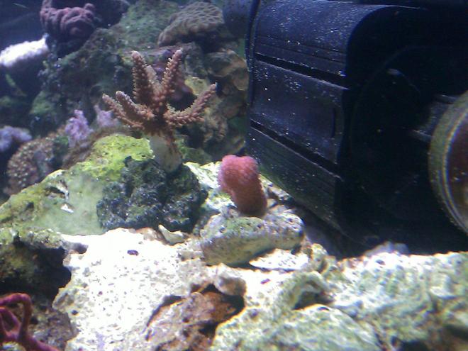 corals inverts - stylophora spp. - stylophora coral stocking in 55 gallons tank - Pink Stylopora
