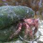 corals inverts - red scarlet reef hermit crab stocking in 55 gallons tank - pretty pink hermit