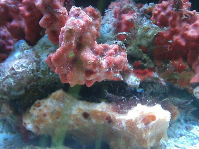 corals inverts - spondylus - spiny oyster stocking in 55 gallons tank - spiney oyster