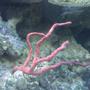 corals inverts - gorgonia sp. - red sea fan stocking in 55 gallons tank - Red Gorgonia