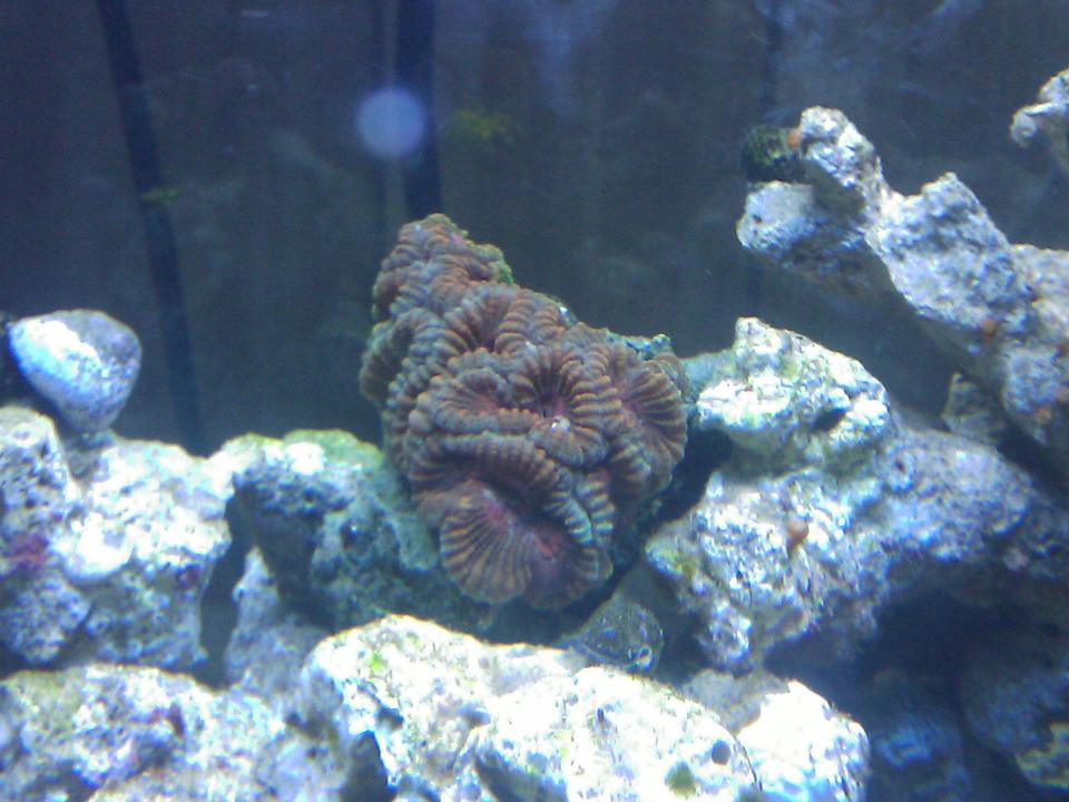 corals inverts - favites sp. - rainbow favia stocking in 55 gallons tank - Rainbow Favia