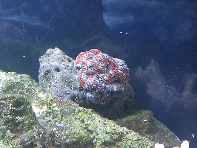 corals inverts - acanthastrea lordhowensis - aussie acan lord coral stocking in 55 gallons tank - Acan