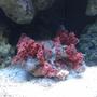 corals inverts - spondylus - spiny oyster stocking in 55 gallons tank - Spiney Oyster
