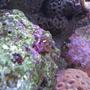 corals inverts - briareum sp. - starburst polyp stocking in 55 gallons tank - purple & green polyps coral